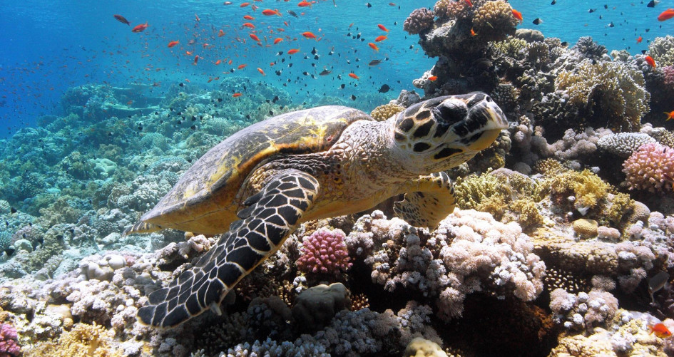 A turtle swims past coral