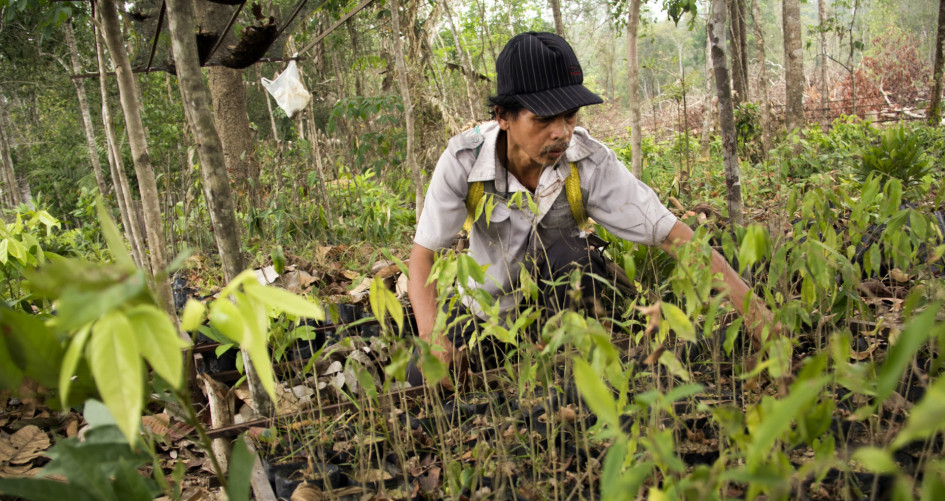 PETRUS ASUY SOW FOREST CROPS SEED IN HIS NURSERY IN MUARA TAE VILLAGE, EAST KALIMANTAN PROVINCE OF INDONESIA ON SEPTEMBER 2015.