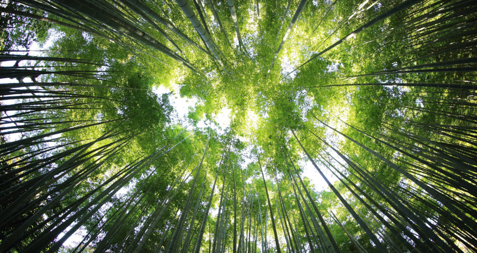 Forest - Forest Restoration