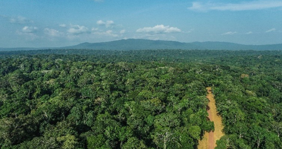 Forests in Gabon.