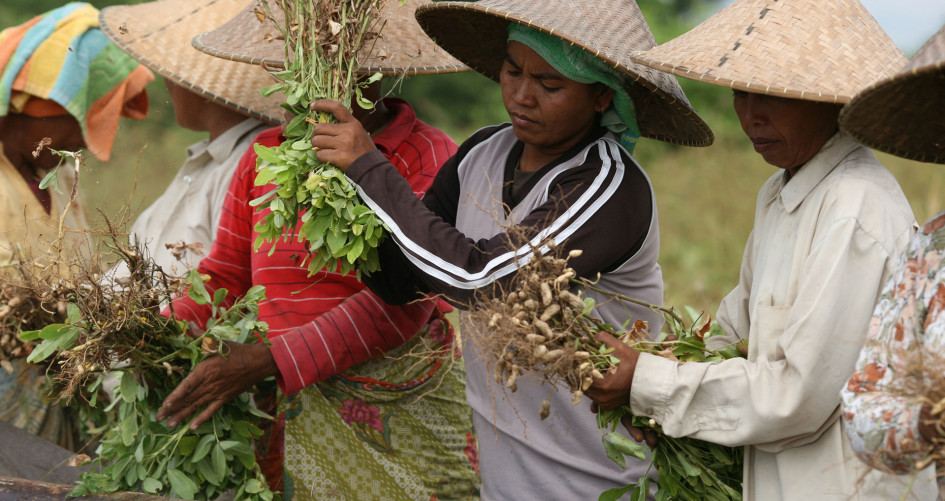 Peanut producers in Lombok, Indonesia