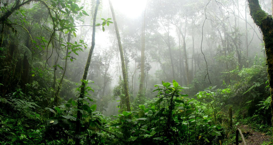 Rainforest surrounded by fog