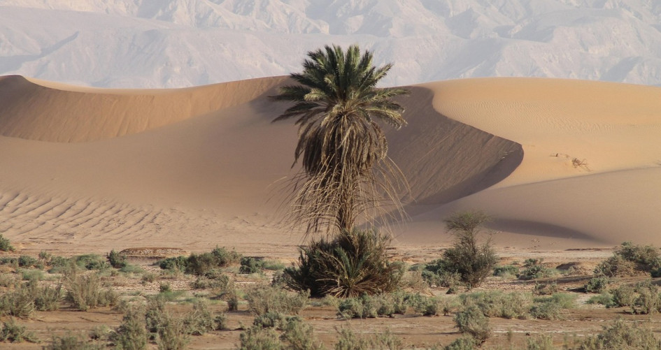 RCC MENA and SA will host a webinar on regional dialogue to accelerate support for formulation and implementation of national adaptation plans.