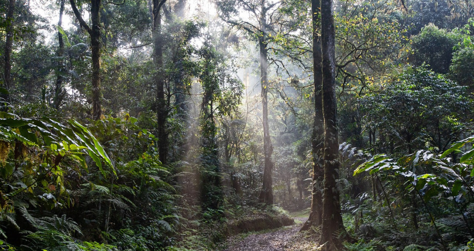 Rainforest in Indonesia