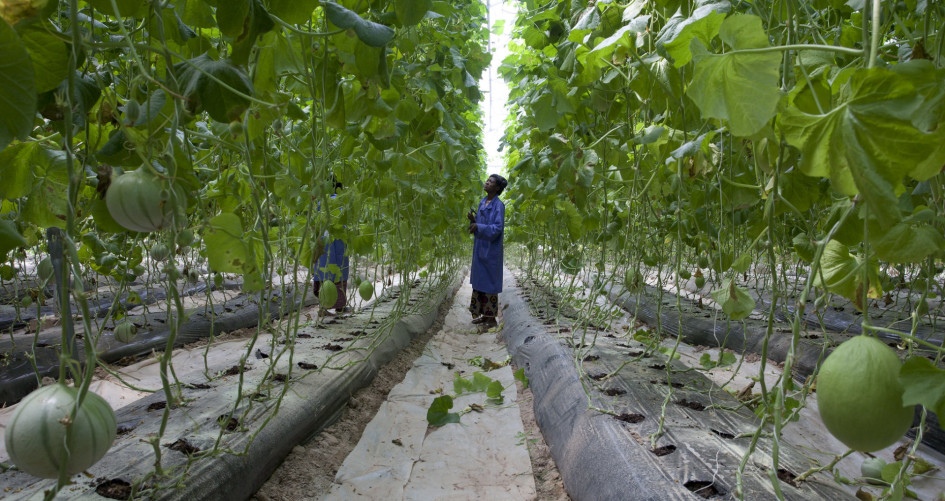 Djenebou Bagayogo works in the greenhouse of Sidibe Argo-Techniques in Katibougou Village, outside Bamako, Mali. Sidibe Argo-Techniques is growing watermelons, sweet peppers, tomatoes and other vegetables.