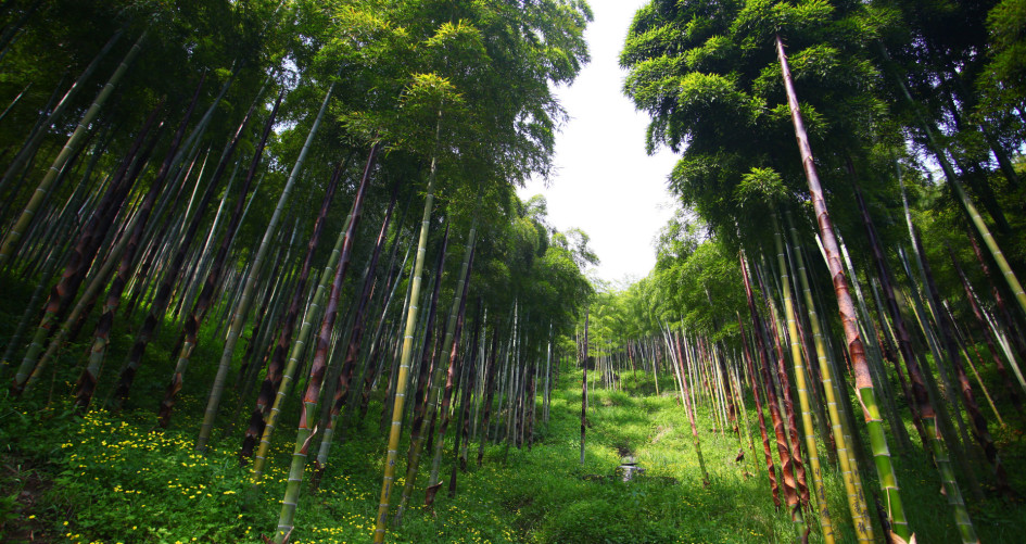 Bamboo