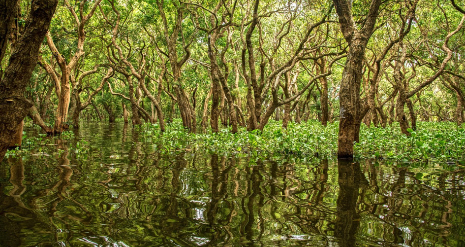 Mangrove Cambodia Kampong 