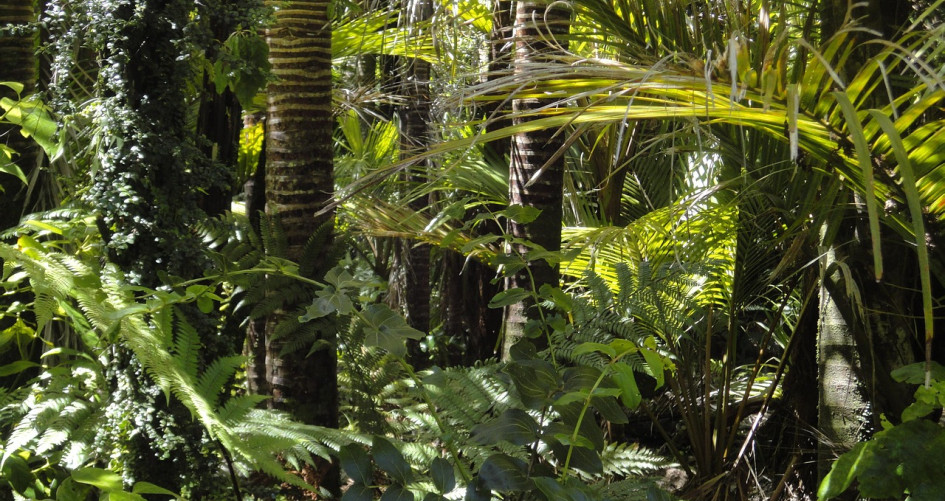 Rainforest in Brazil