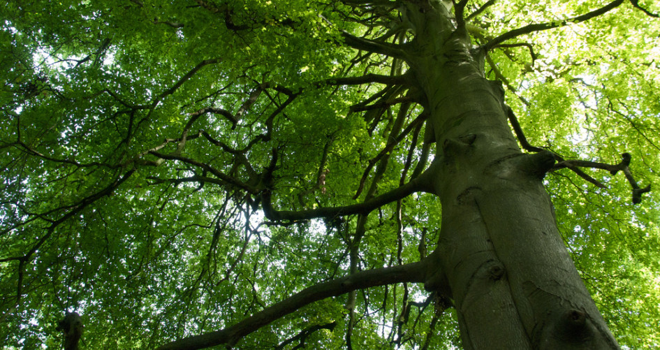 Trees Essential to Support Life, Regulate Climate UNFCCC