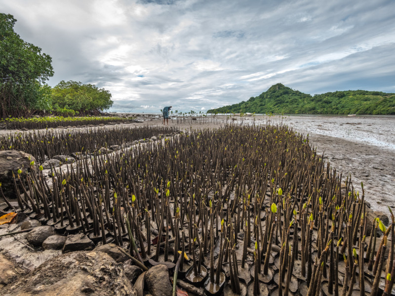 Mangrove reforestation in Fiji to combat eroding coastlines and restore mangrove forests where they have been cut down due to coastal development.