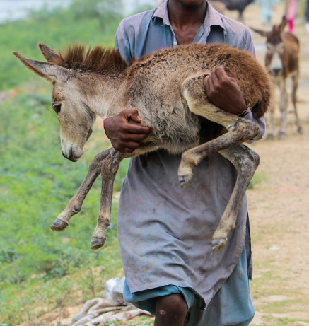 Brooke Pakistan Flood Relief and Rehabilitation Operation 5