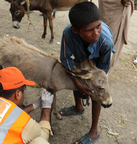 Brooke Pakistan Flood Relief and Rehabilitation Operation 6