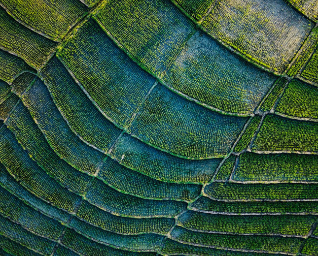 Aerial view of crops in Asia