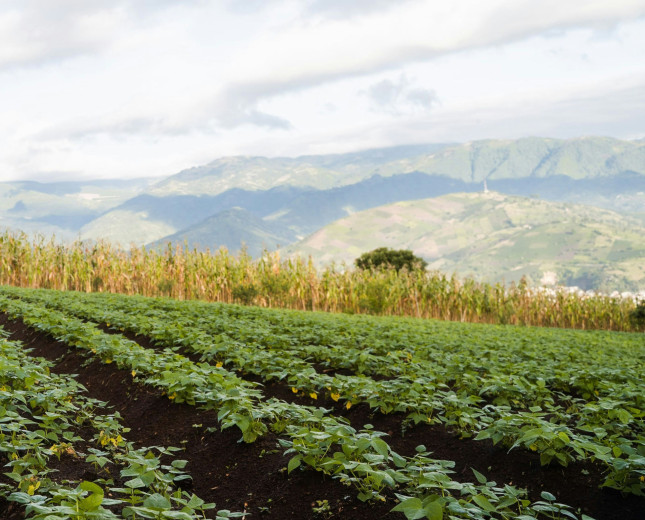 RCC Latin America hosted the National Meeting for Climate Action in the Agroindustrial Sector of Guatemala