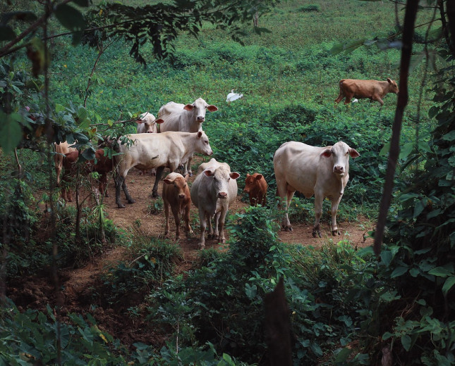 Livestock grazing