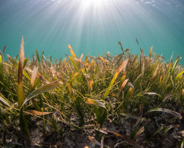 RCC Caribbean will host a breakout session with GIZ during NDCFI Investment Forum, titled 'Carbon Markets, Blue Carbon and Blue Bonds in the Caribbean'