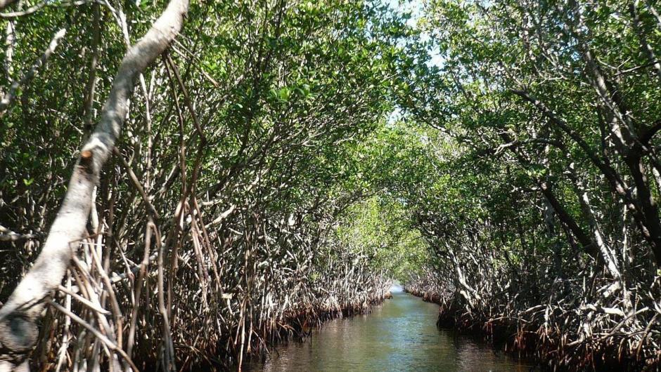Mangroves