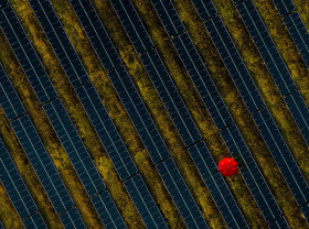 Person with umbrella walking through field of solar panels