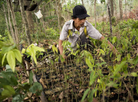 PETRUS ASUY SOW FOREST CROPS SEED IN HIS NURSERY IN MUARA TAE VILLAGE, EAST KALIMANTAN PROVINCE OF INDONESIA ON SEPTEMBER 2015.