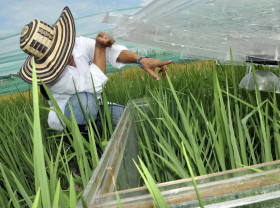 Rice research