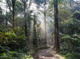 Rainforest in Indonesia