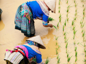Two indigenous Hmong women plant rice shoots