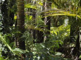 Rainforest in Brazil