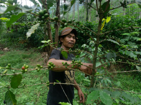 Protecting forests from the impact of climate change, a local forest ranger patrols the rain forest and wild coffee plantations in Pekalongan, Central Java, Indonesia. 