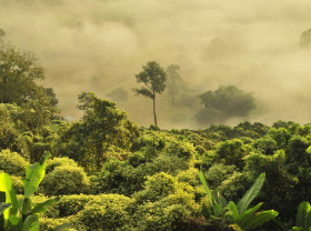 Morning fog drifts through the jungle in Doi Phu Langka, Pha Chang Noi, Pong, Phayao, Thailand.