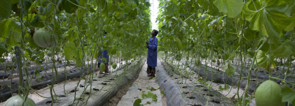 Djenebou Bagayogo works in the greenhouse of Sidibe Argo-Techniques in Katibougou Village, outside Bamako, Mali. Sidibe Argo-Techniques is growing watermelons, sweet peppers, tomatoes and other vegetables.