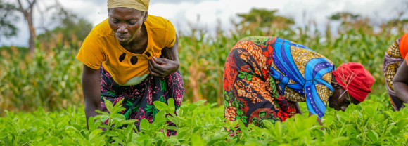 Farmers demonstrating skills gained through the Farmer Field School in Rufunsa District, Zambia.