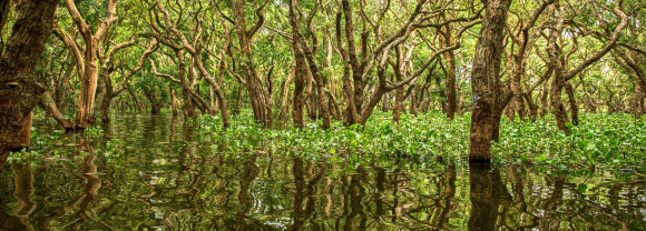 Mangrove Cambodia Kampong 