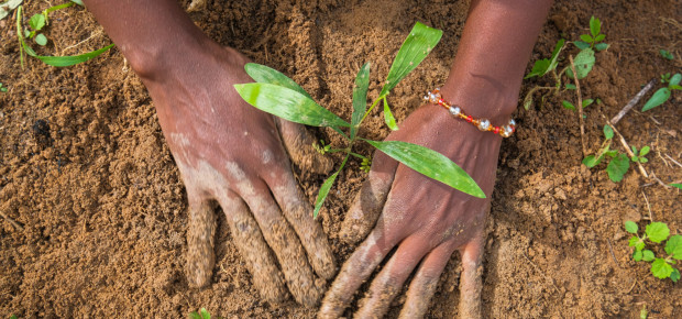 Hands planting a plant