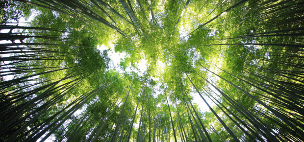 Forest - Forest Restoration