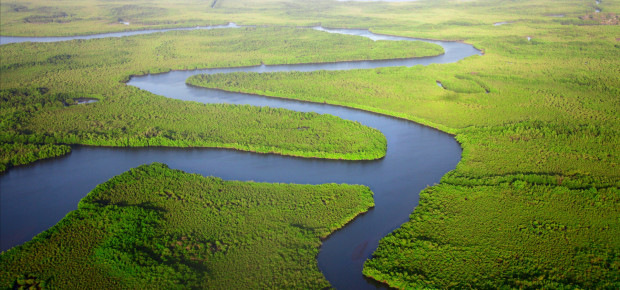 Landscape virgin forests around a river, The Gambia